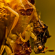 Image for article titled Ninja-Like Ambush Bugs Don't Subsist on Meat Alone
